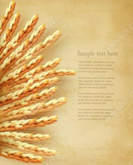 وکتور خوشه گندم طلایی MV006530