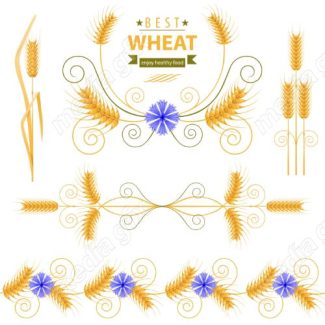 وکتور خوشه گندم طلایی MV006537