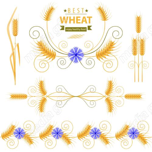 وکتور خوشه گندم طلایی MV006537