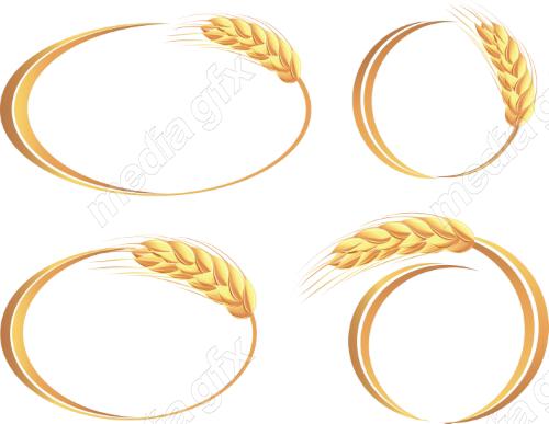 وکتور خوشه گندم طلایی MV006538