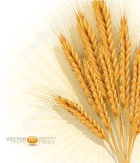 وکتور خوشه گندم طلایی MV006539