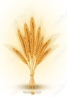 وکتور خوشه گندم طلایی MV006540
