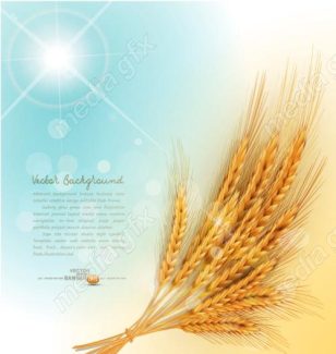 وکتور خوشه گندم طلایی MV006541