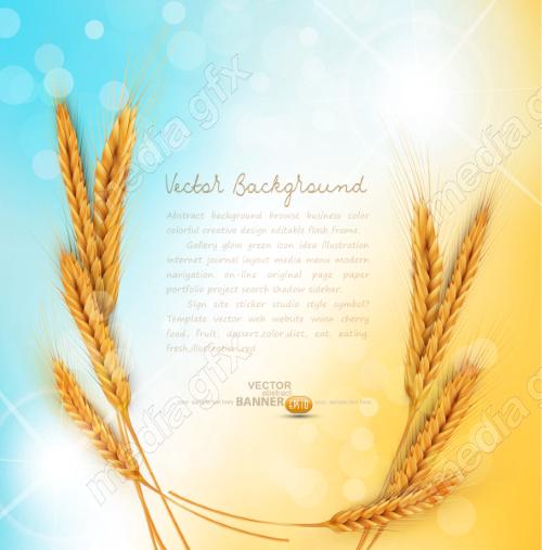 وکتور خوشه گندم طلایی MV006542