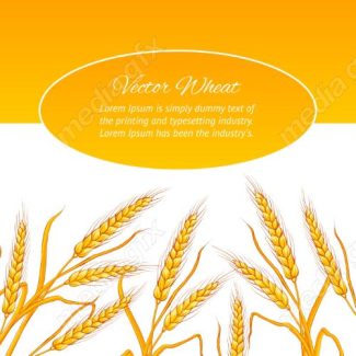 وکتور خوشه گندم طلایی MV006543