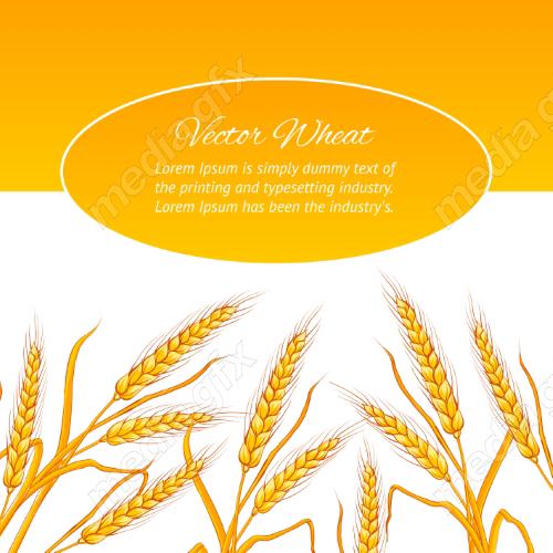 وکتور خوشه گندم طلایی MV006543