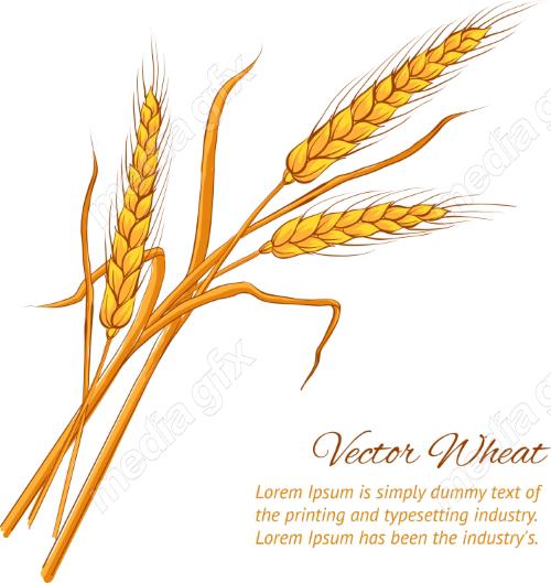 وکتور خوشه گندم طلایی MV006544