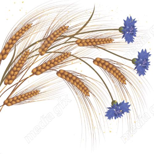 وکتور خوشه گندم طلایی MV006546