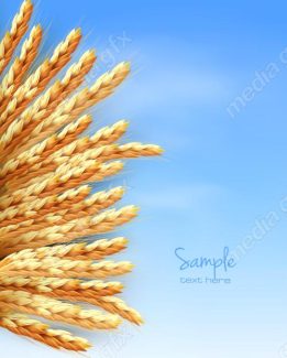 وکتور خوشه گندم طلایی MV006547