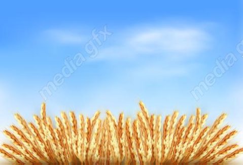 وکتور خوشه گندم طلایی MV006549