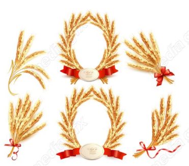 وکتور خوشه گندم طلایی MV006552