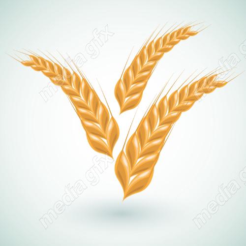 وکتور خوشه گندم طلایی MV006554