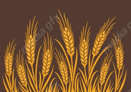وکتور خوشه گندم طلایی MV006555