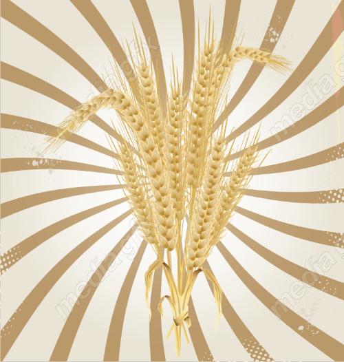 وکتور خوشه گندم طلایی MV006556