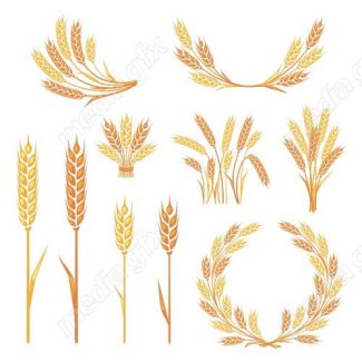 وکتور خوشه گندم طلایی MV006557