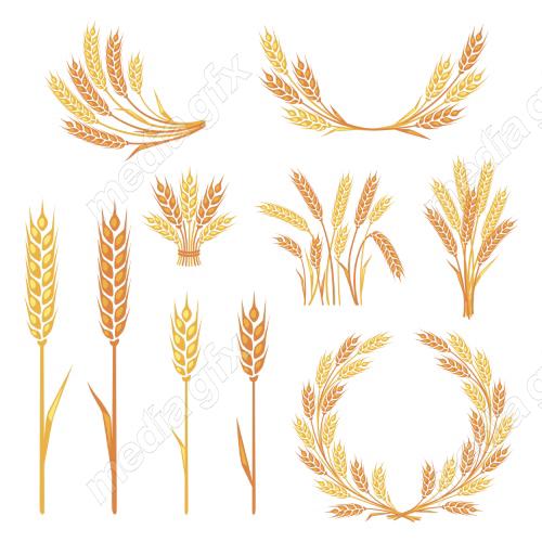 وکتور خوشه گندم طلایی MV006557