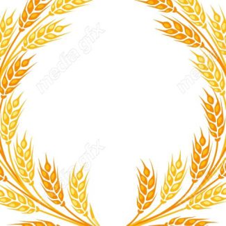 وکتور خوشه گندم طلایی MV006558