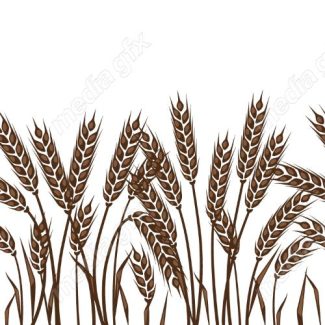 وکتور خوشه گندم طلایی MV006561