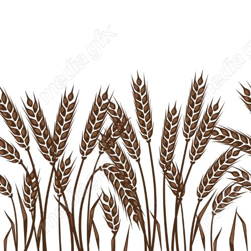 وکتور خوشه گندم طلایی MV006561