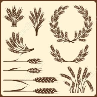 وکتور خوشه گندم طلایی MV006563