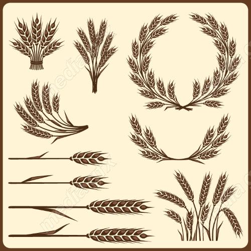 وکتور خوشه گندم طلایی MV006563