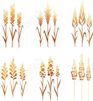 وکتور خوشه گندم طلایی MV006565