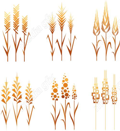 وکتور خوشه گندم طلایی MV006565
