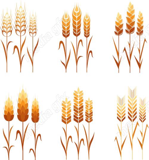 وکتور خوشه گندم طلایی MV006566