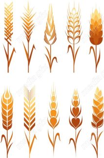وکتور خوشه گندم طلایی MV006567