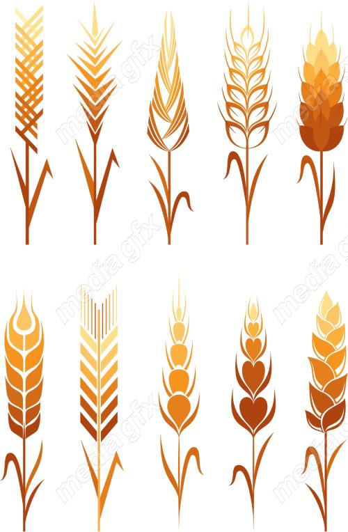 وکتور خوشه گندم طلایی MV006567