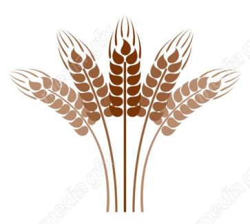 وکتور خوشه گندم طلایی MV006570