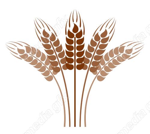 وکتور خوشه گندم طلایی MV006570