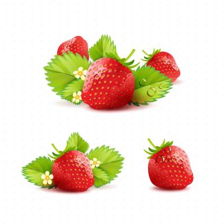 وکتور توت فرنگی  MV006786